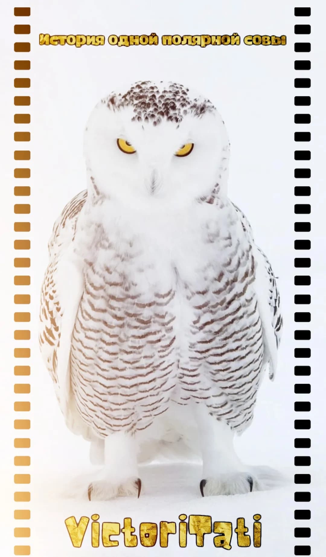 История одной полярной совы