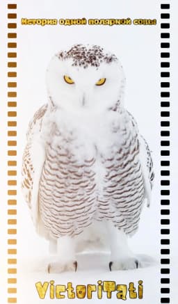 Обложка фанфика История одной полярной совы